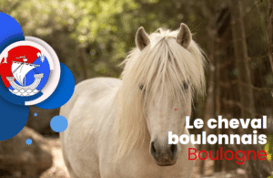 cheval boulonnais