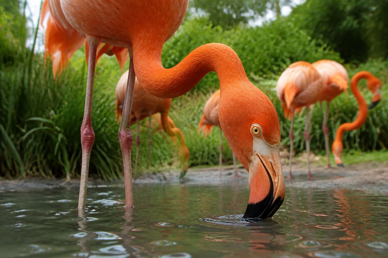 Le Jardin de la Ménagerie : calme et points d'eau au centre-ville