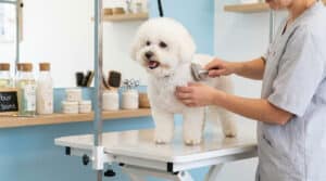 Un toiletteur brosse un petit chien blanc sur une table de soin dans un salon professionnel.