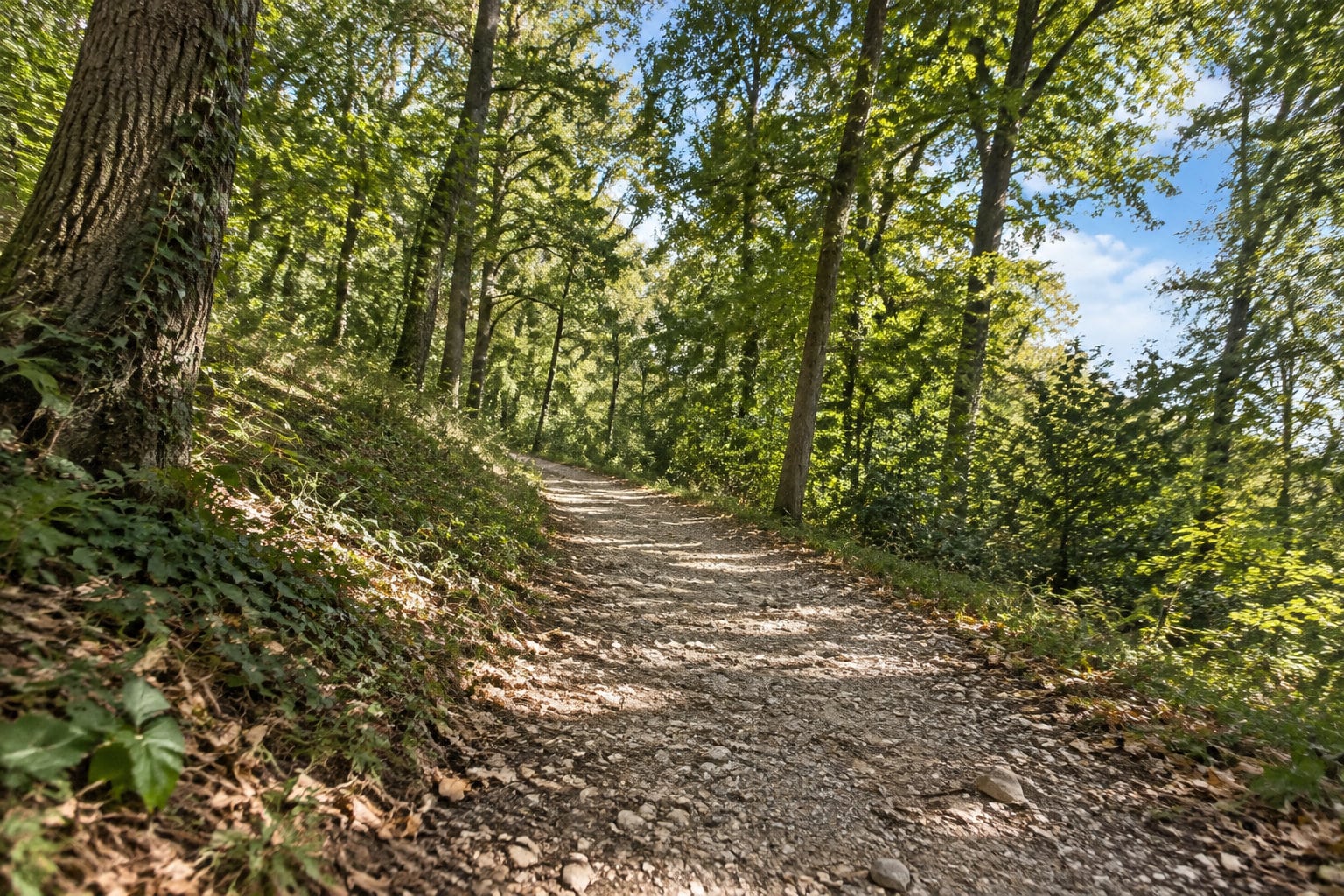 Un sentier de terre et de pierres serpente dans une forêt ensoleillée, bordé d’arbres et de végétation.